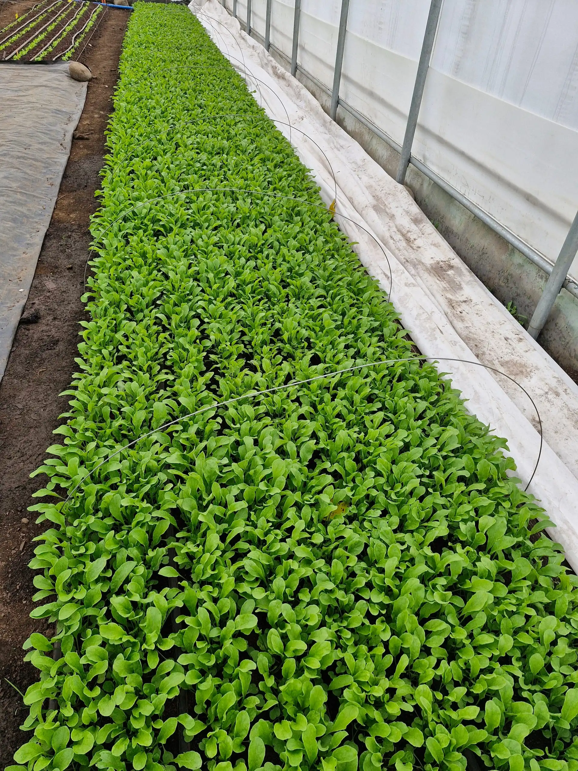 Camas de lechuga baby leaf dentro del invernadero