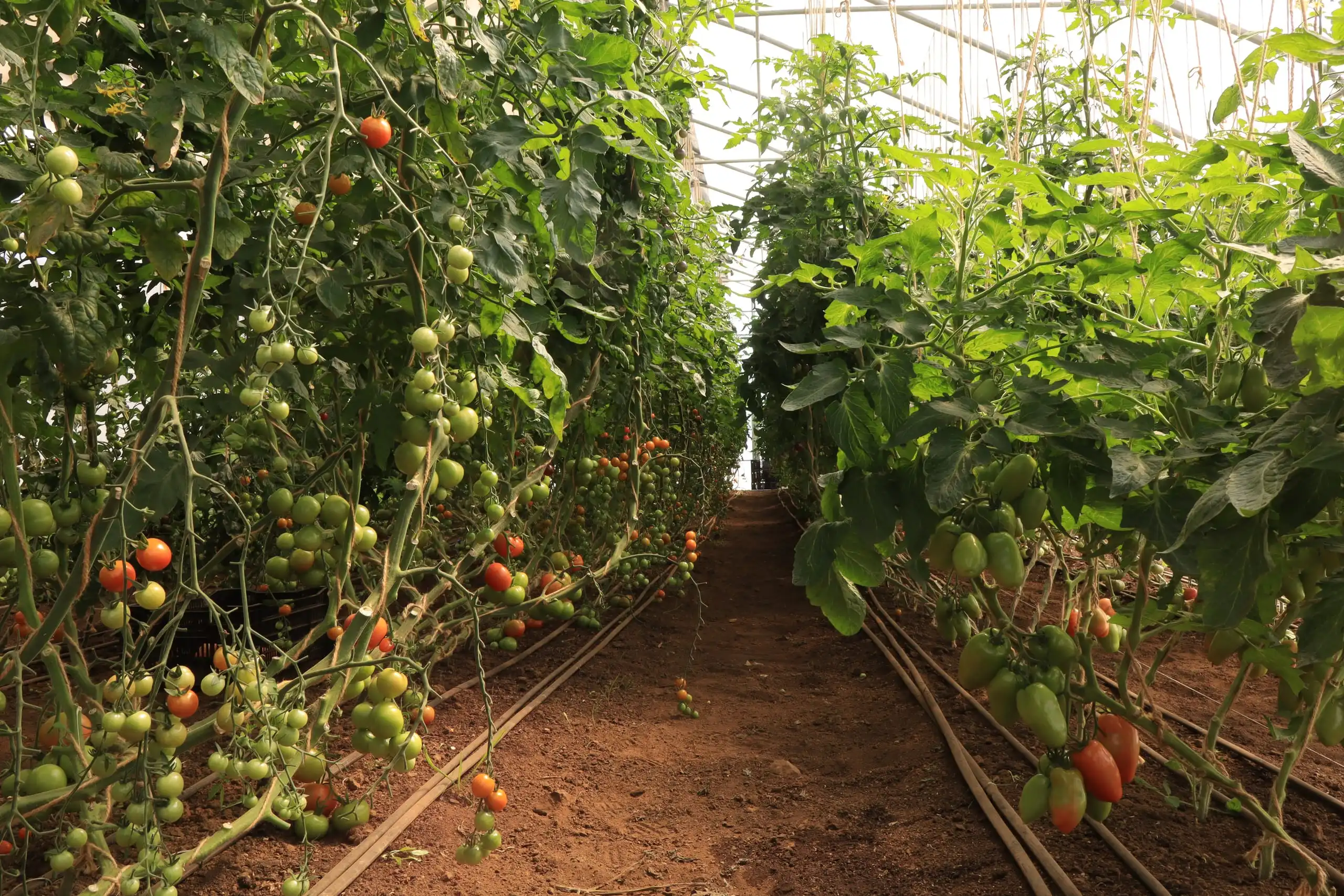 Pasillo del invernadero flanqueado por plantas de tomate cargadas de frutos