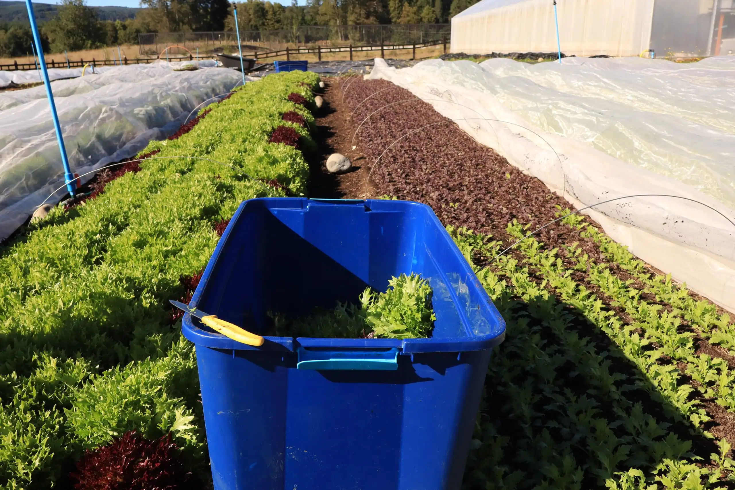 Caja de cosecha con mizuna fresca entre hileras de hojas verdes y moradas