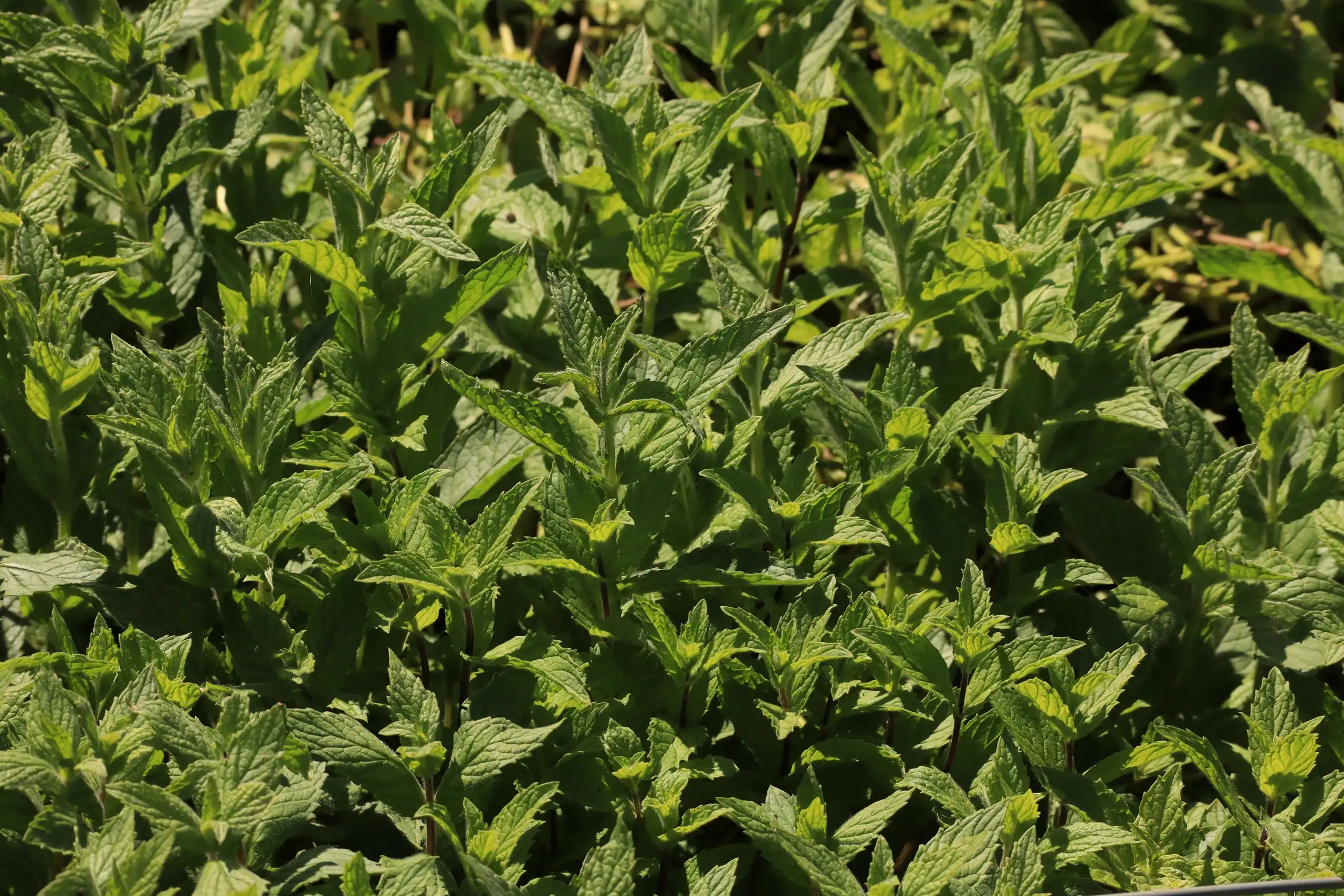 Menta fresca recién cosechada en el huerto