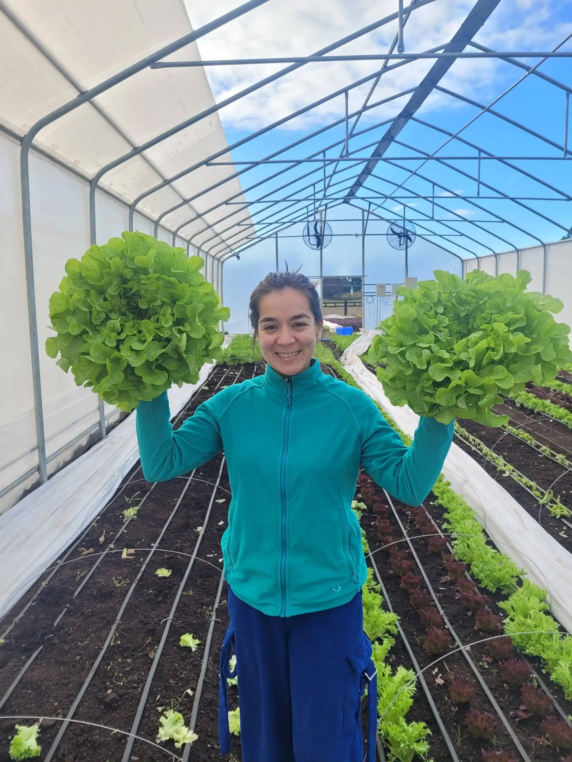 Dos lechugas Salanova recién cosechadas en el invernadero